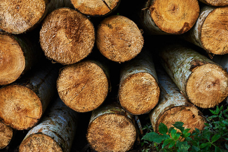 关闭切割树干。木原木堆积在一堆。新砍伐木材原木。堆积或堆积锯木树干的抽象视图。木质自然切割原木纹理背景