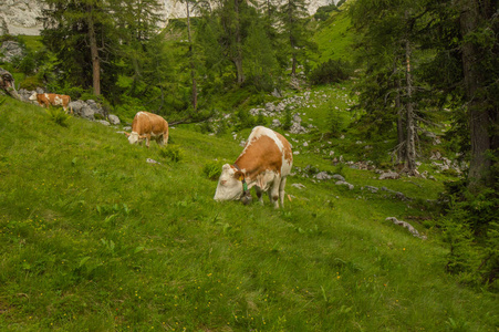 在奥地利阿尔卑斯山的奶牛。山风景在奥地利