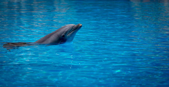 在动物园里游泳的宽吻海豚表演
