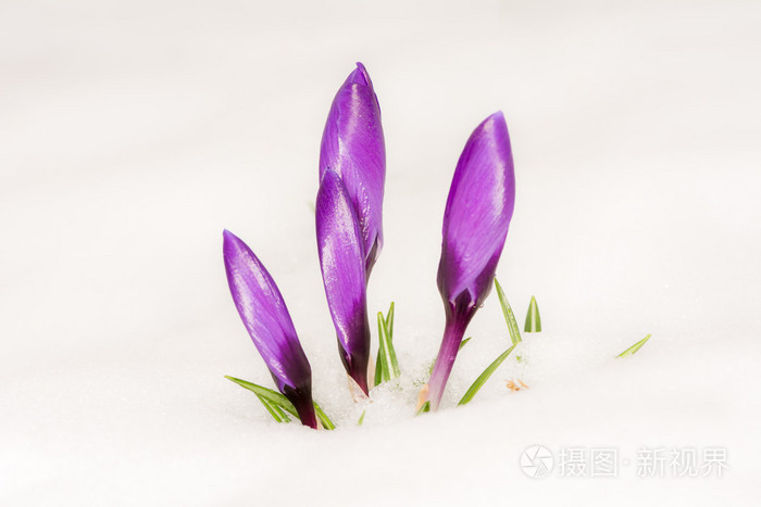 在雪中的紫色红花
