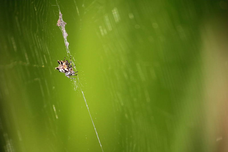 危险蜘蛛在新鲜的自然与昆虫在野生动物