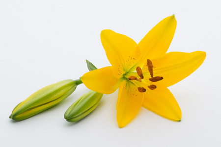 一个白色的背景上有芽百合花卉