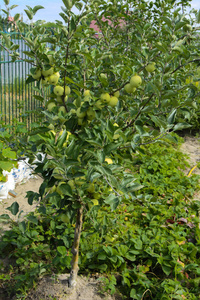苹果园树枝上挂着有机成熟的苹果。水果园与大量的大, 多汁的苹果在阳光下准备收割
