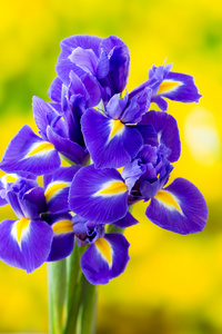 在黄色背景上的紫色鸢尾花