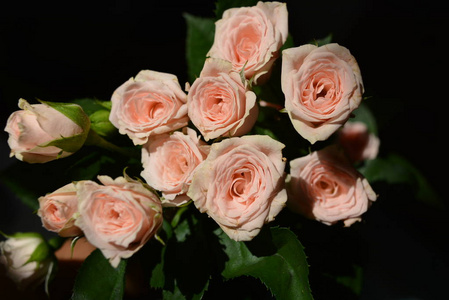 优雅的黄色粉红色小玫瑰与绿叶, 自然新鲜别致的玫瑰粉红色奶油颜色黑色背景