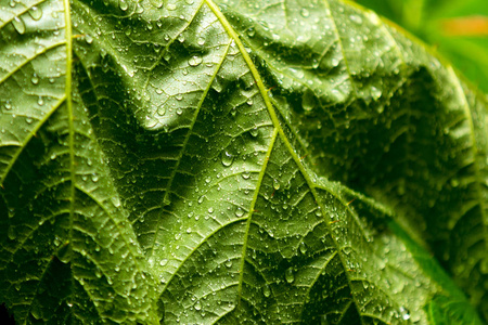 闭上露水雨覆盖绿叶与皱纹图片