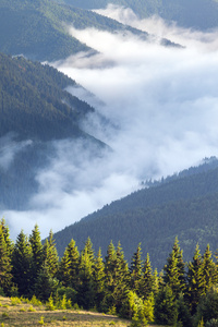 风景优美的山地森林覆盖物由雾观