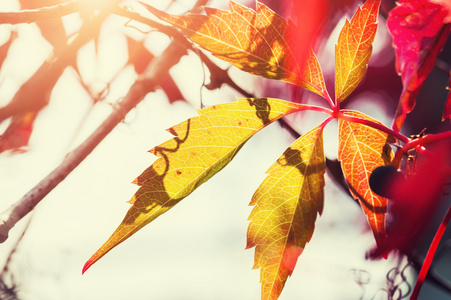 在阳光明媚的日子里, 红色和黄色的秋叶