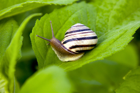 一片叶子上的小蜗牛图片