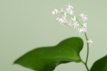 Maianthemum bifolium 宏