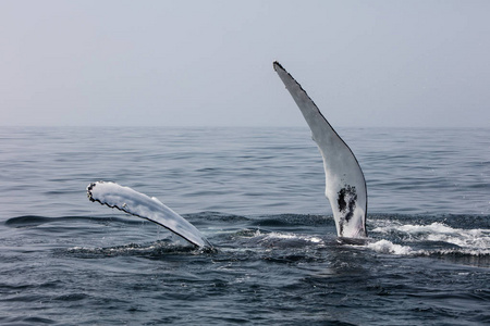 一座驼背鲸, Megaptera novaeangliae, 在美国马萨诸塞州鳕鱼角的北大西洋海洋中, 扬起长的胸鳍。鲸在这条鱼