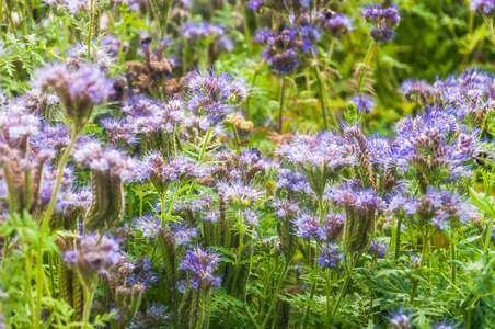 紫丁香蜂蜜植物的花莱西香或紫丹西香