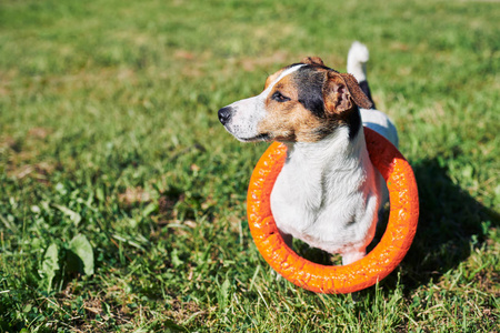 可爱的小狗戴着戒指玩具, 在公园阳光明媚的日子站在绿草上看着远方