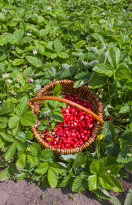 野草莓篮子