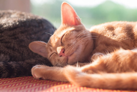 姜猫睡在垫子上, 可爱的宠物在家中