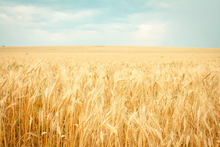 小麦是成熟