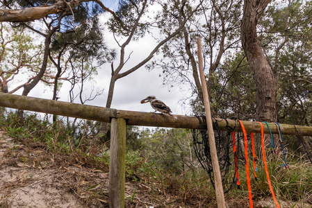翠鸟在昆士兰的莫顿岛营地