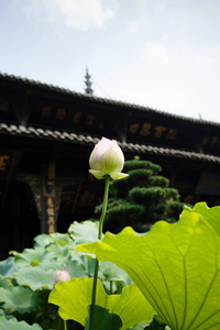 中国古代建筑与花卉图片