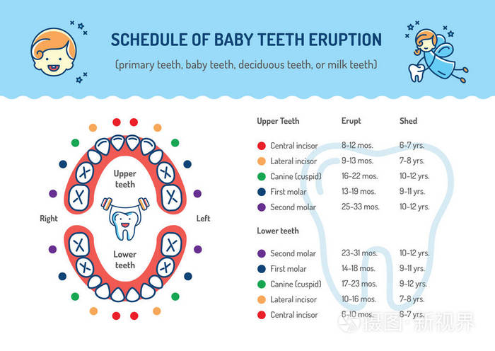 婴儿牙爆发的时间表.主要牙齿, 乳牙.儿童牙科图表牙科护理