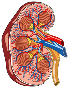 肾脏解剖横断面图表图包括所有部分肾盂花萼髓质皮质输尿管动脉和静脉供血血管用于医学教育和医疗保健
