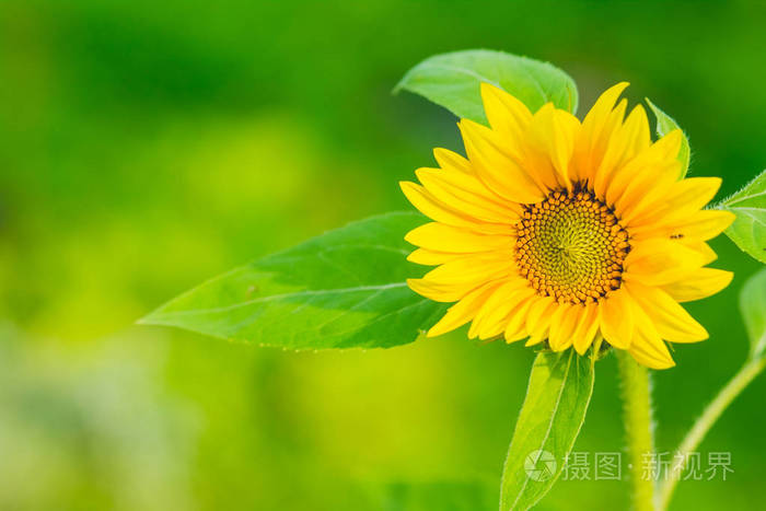 向日葵具有绿色的自然背景.向日葵花园.向日葵有丰富的健康效益.