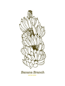 新鲜香蕉枝, 全香蕉. 手绘素描插画矢量