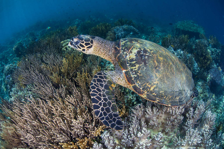 一只濒临灭绝的玳瑁海龟, 玳瑁玳瑁 imbricata, 在印尼的科莫多国家公园游过珊瑚礁。这一地区以科莫科龙及其高海洋生物多样