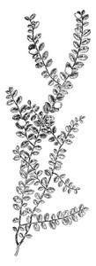 一张图片显示了爬行的 Snowberry 植物。叶子是芳香的小, 指向, 在被粉碎时给一个辛辣气味并且被安排交替地沿茎, 复古线