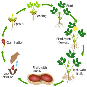 白色背景下花生植株生长周期的研究