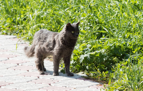 夏天的猫在户外散步