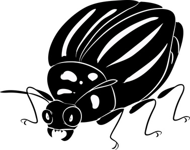 科罗拉多甲虫的剪影