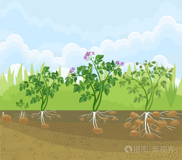 马铃薯植物生长周期