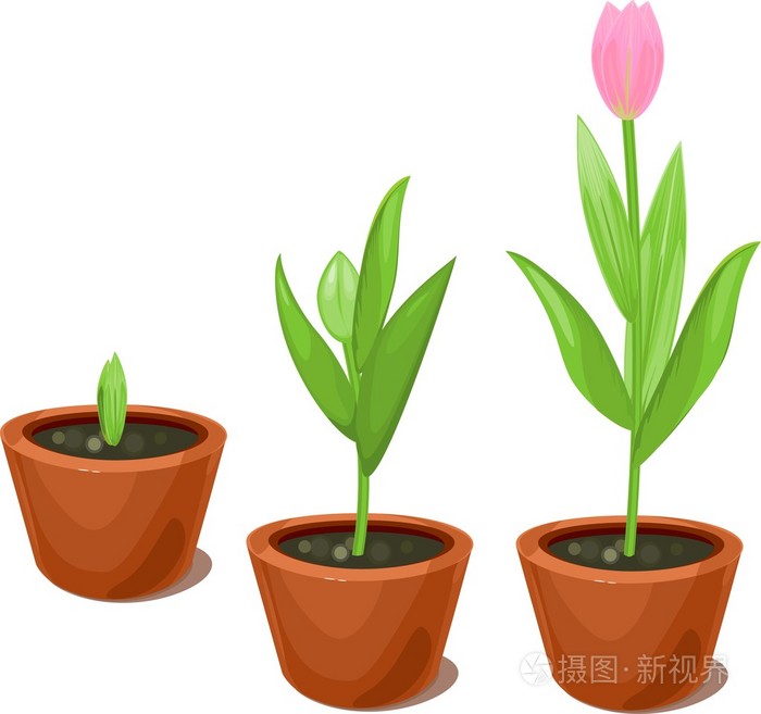 花盆郁金香生长阶段