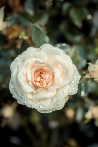 特写橙色和白玫瑰花园里的花