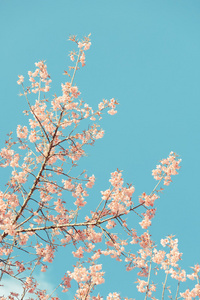 野生喜马拉雅山樱桃春天开花