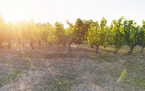 与成熟的葡萄，在日落时农村的葡萄园