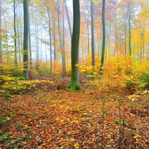 美丽的山毛榉树森林与黄色和橙色树叶秋天。德国海德尔堡