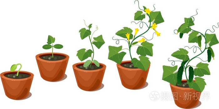 黄瓜植株生长周期