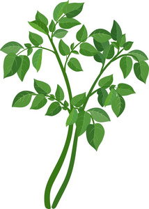 绿色复叶植物图片
