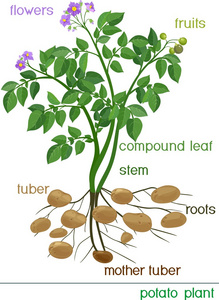 马铃薯植株绿色的叶子