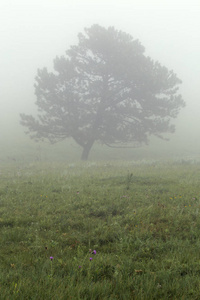 南达科塔卡斯特州立公园雾中的树