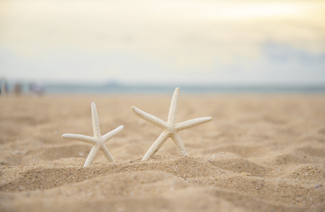 在海滩上的海星特写