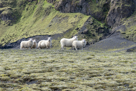 冰岛的白放牧绵羊