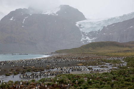 北极的一些企鹅四处走动, 寻找年轻的