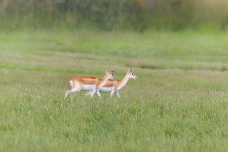 苏丹和埃塞俄比亚发现两只雌性尼罗河羚羊羚羊或 onotragus megaceros