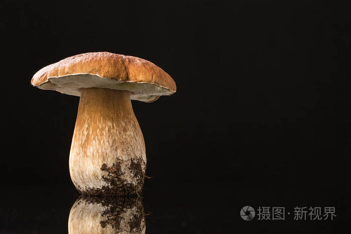 秋季蘑菇查出的光泽黑色