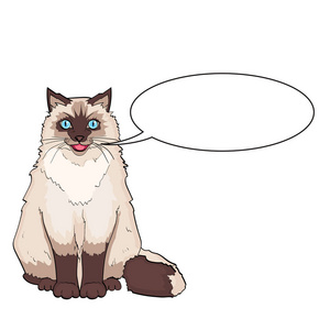 英国人高贵的猫男骑自行车, 摩托车动物。用于