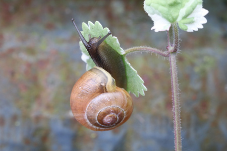 蜗牛在绿色的植物