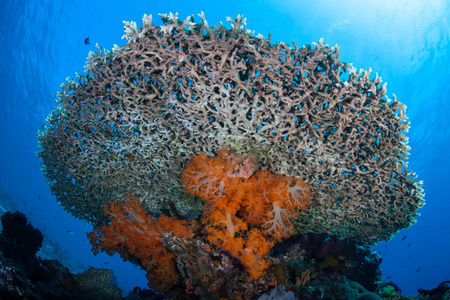 在印尼科莫科的国家公园, 软珊瑚生长在脆弱的表珊瑚之下。这一地区以其科莫科龙及其壮观的海洋生物多样性而闻名。
