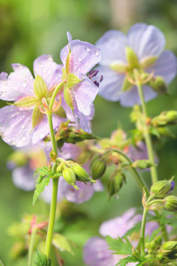 紫色天竺葵伪装 草甸 Cranesbill 花